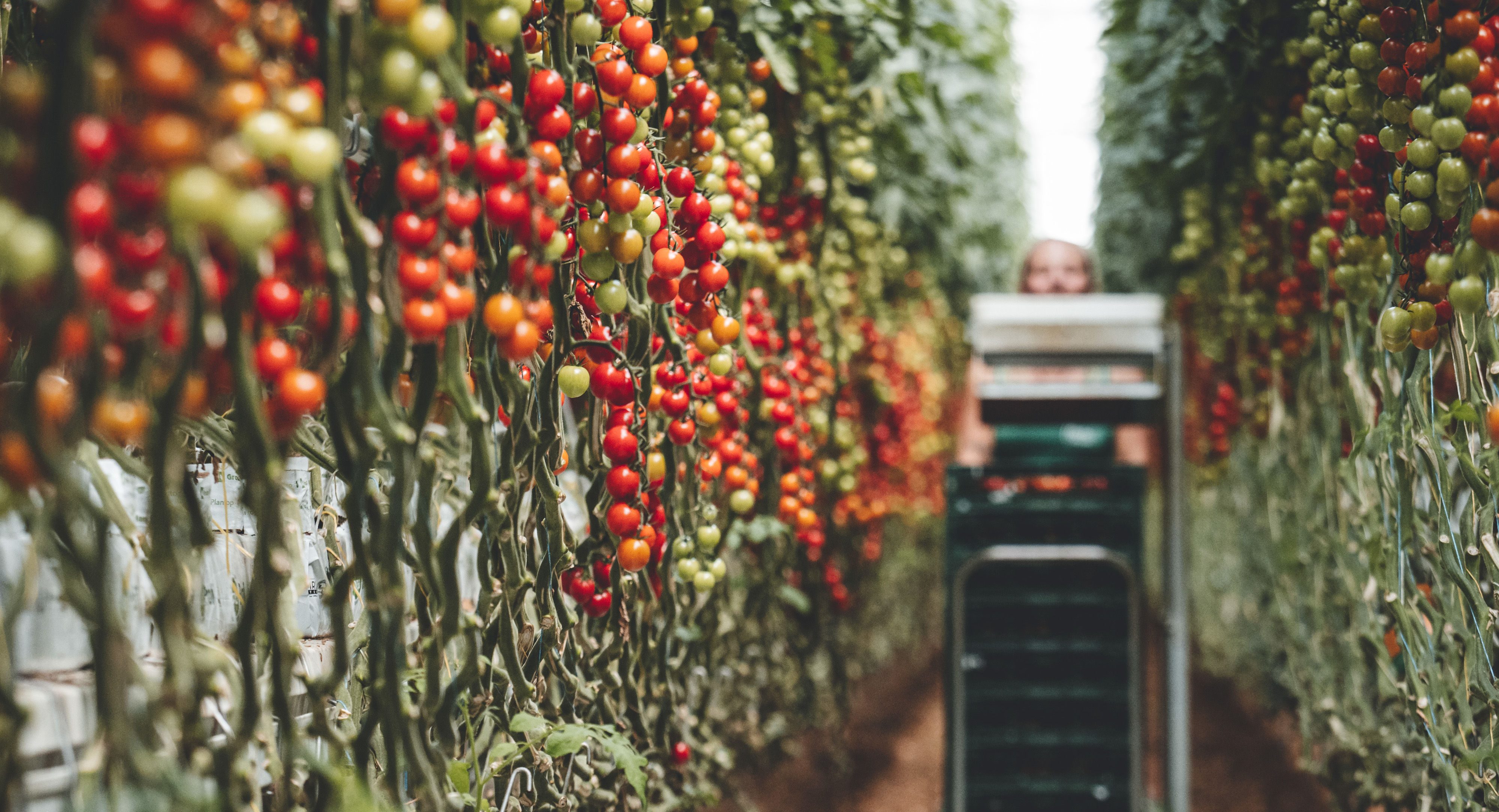 Obrázek galerie- 24