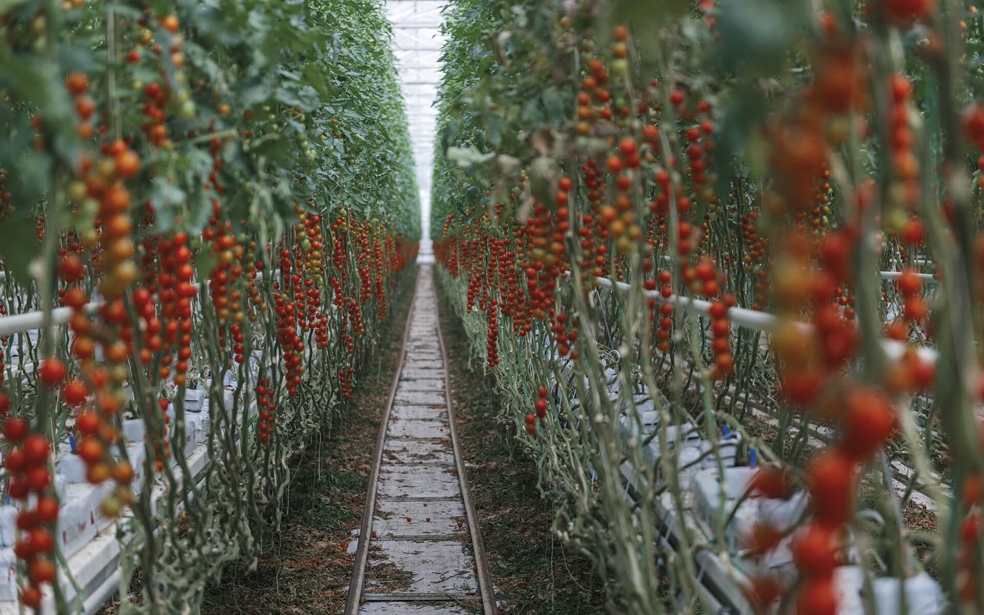 Naši farmáři ve skleníku